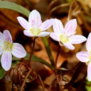 Spring Ephemeral Magic