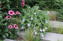 The High Line – A Prairie Garden in the Sky